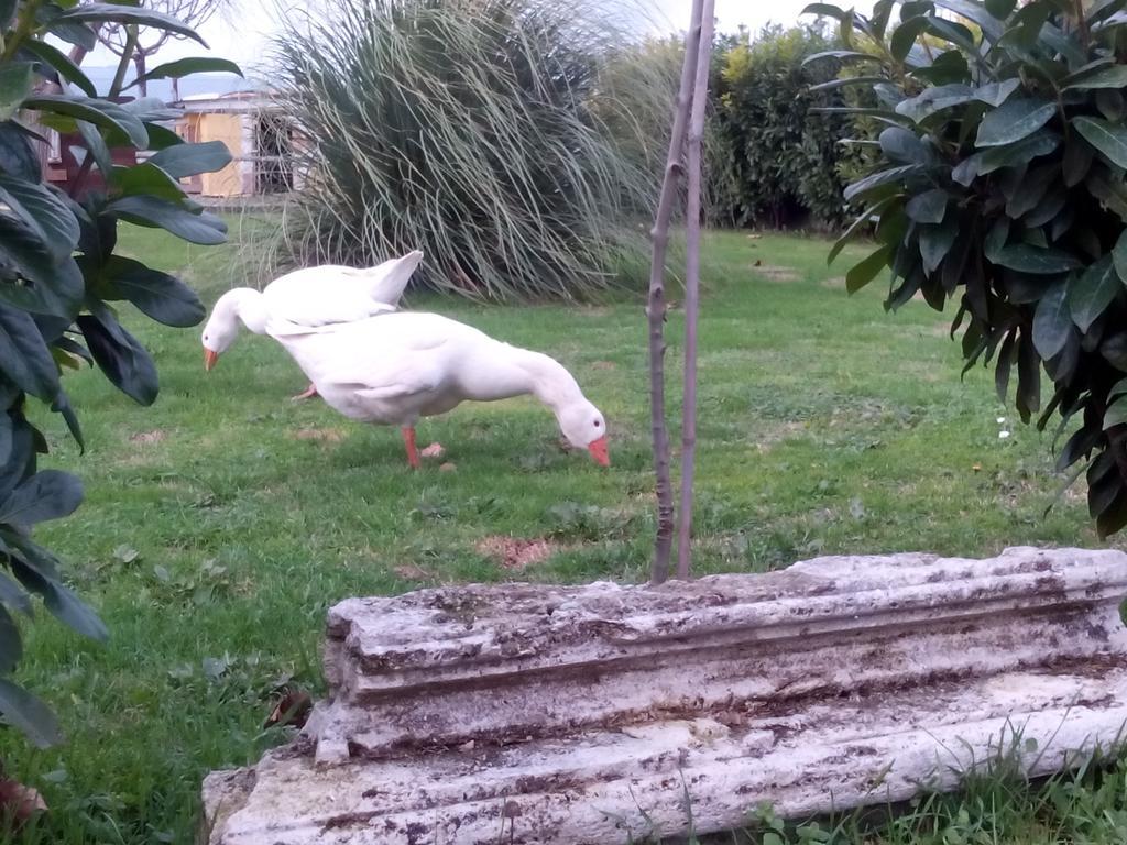 Alojamento de Acomodação e Pequeno-almoço La Vecchia Stalla